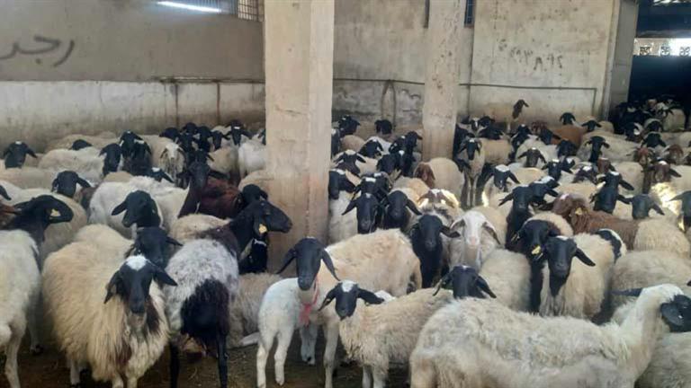 استعدادًا لعيد الأضحى.. "التموين" تضخ 30 ألف رأس ماشية حية بالمجمعات الاستهلاكية 