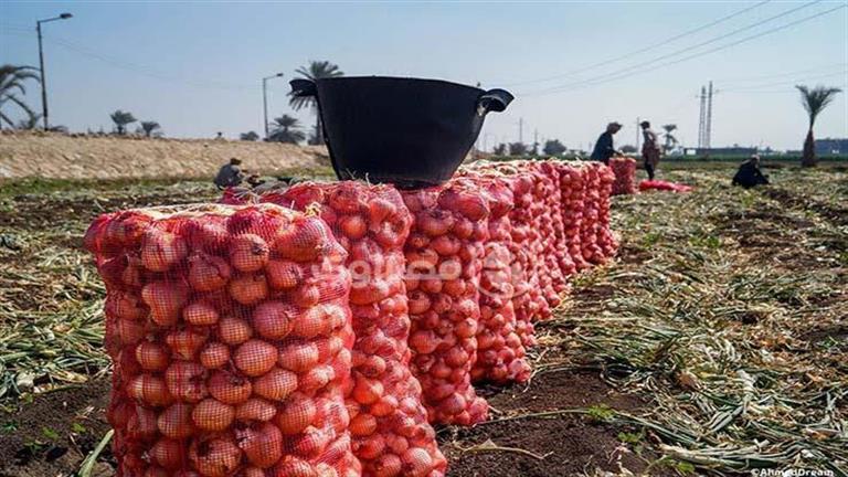 بيان رسمي يحسم الجدل.. حقيقة إلغاء قرار حظر تصدير البصل