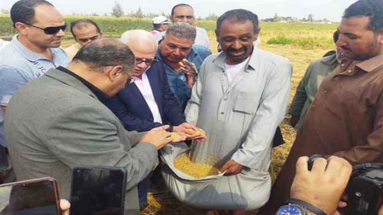 فرحة الشقيانين باللؤلؤ الأصفر.. حصاد الأرز في بورسعيد- فيديو وصور