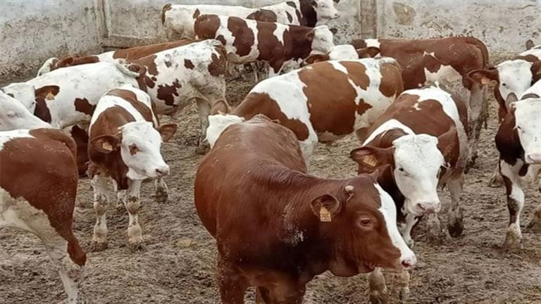 الجزائر توقف استيراد العجول والأبقار من فرنسا بسبب تفشي مرض معدي