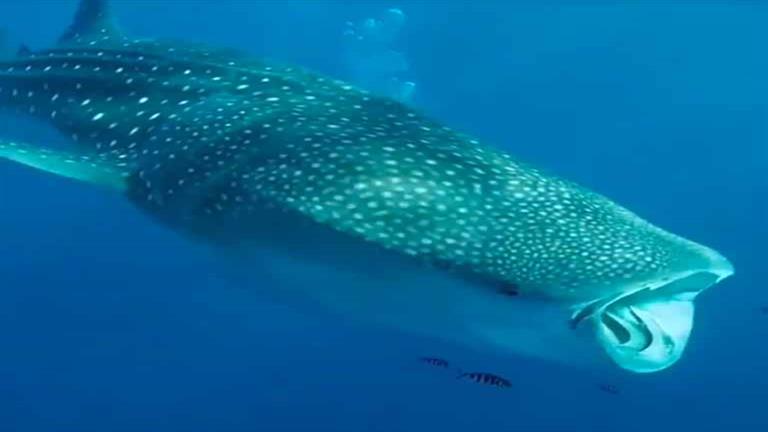 بعد رصده في مرسى علم.. 10 معلومات عن القرش الحوتي (فيديو وصور)