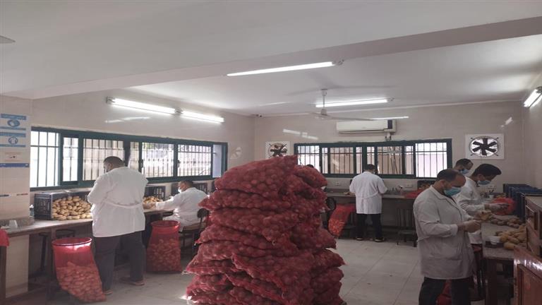 "الزراعة" تعلن إجراءات وقائية لمكافحة العفن البني في البطاطس