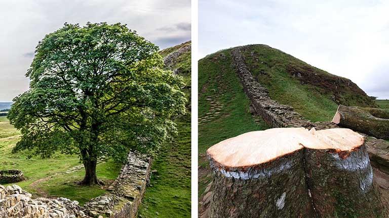 قطع شجرة نادرة عمرها 200 سنة.. جريمة هزت بريطانيا (صور)