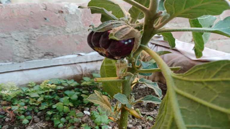 فوائد صحية مذهلة للباذنجان الأسود تعزز صحة الجسم