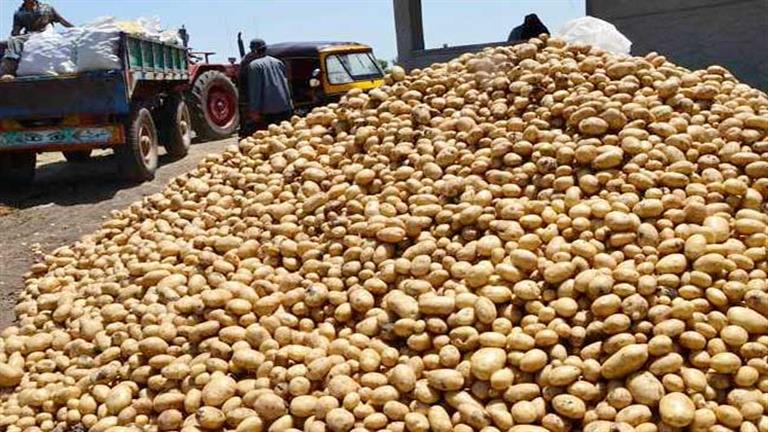 توقعات بزيادة إنتاج البطاطس إلى 30 ألف طن -تفاصيل