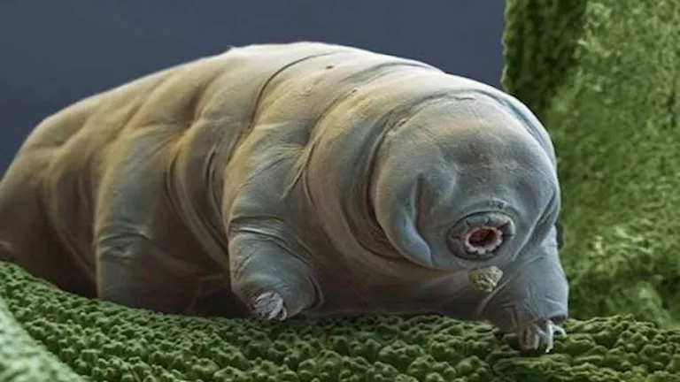 9 كائنات نادرة لم تسمع به من قبل- تُصيبك بالدهشة 