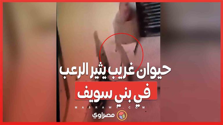 حالة من الذعر في بني سويف .. حيوان غريب يهاجم المواطنين في الشارع