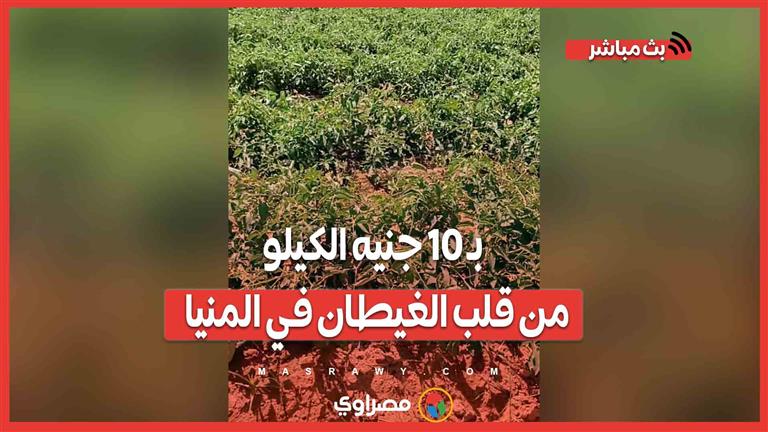 بـ 10 جنيه الكيلو من قلب الغيطان في المنيا.. متى تنخفض أسعار الطماطم؟