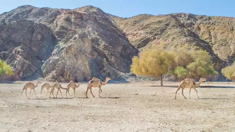 الأمم المتحدة: فوز قريتي غرب سهيل وأبو غصون ضمن أفضل القرى الريفية السياحية 2024