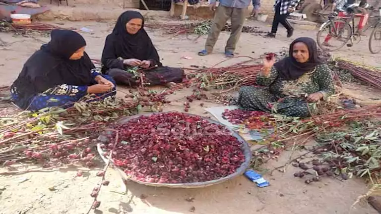 الذهب الأحمر يلون صعيد مصر.. أسرار زراعة وحصاد الكركديه في قنا -صور