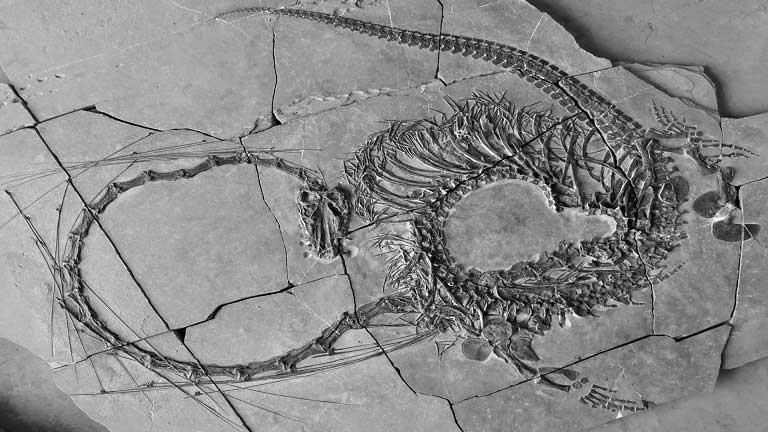 أول صورة حقيقية للتنين الذي عاش في الأرض قبل 240 مليون سنة