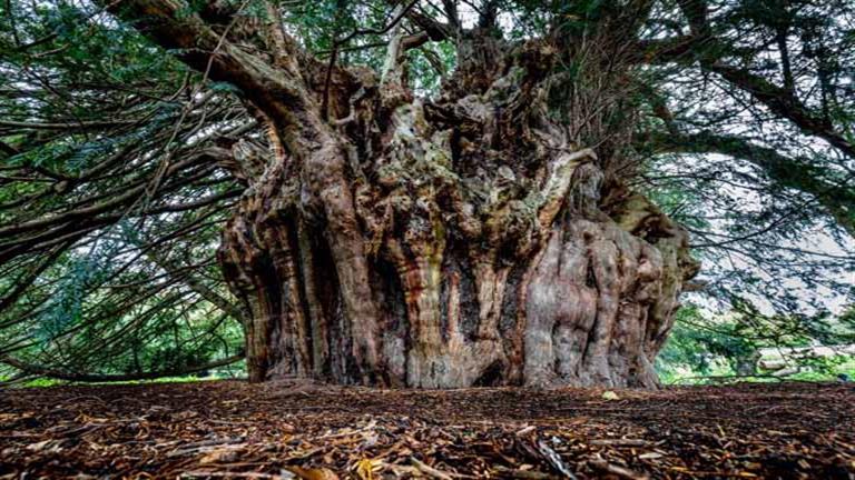 9 صور لعجائب تتحدي الزمن.. أشجار تعيش منذ 5000 سنة