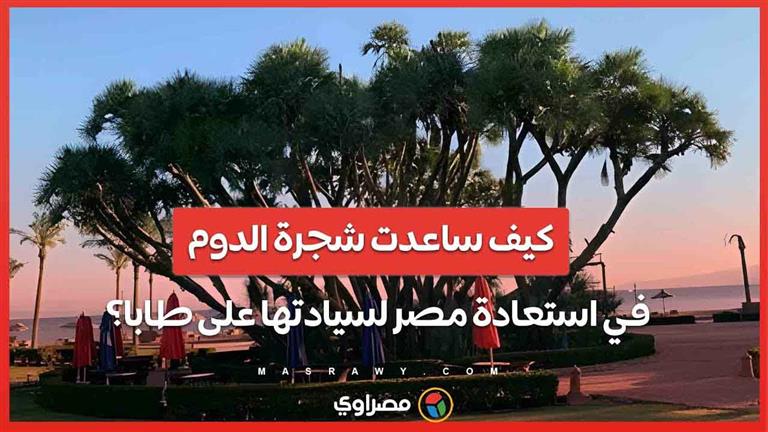 كيف ساعدت شجرة "الدوم" في استعادة مصر لسيادتها على طابا؟