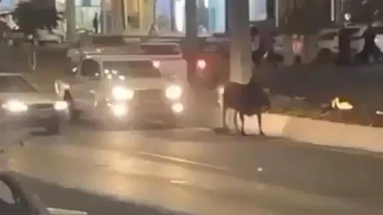 فيديو| ثور هائج يتسبب في عرقلة حركة المرور بأحد شوارع المدينة المنورة