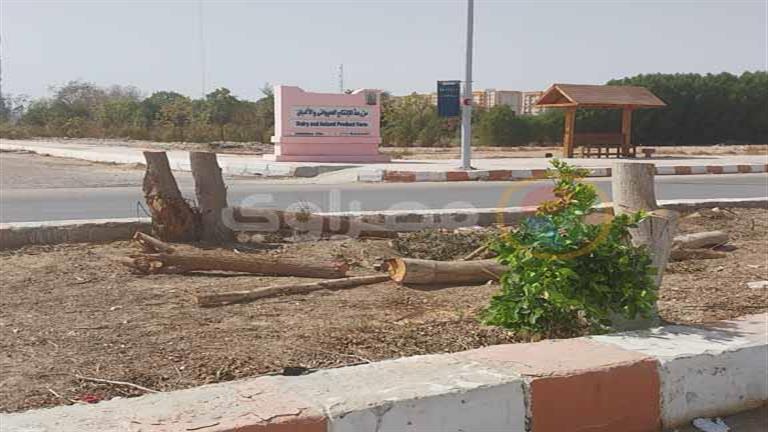 مذبحة الأشجار داخل جامعة قنا تهدد صحة الطلاب في فصل الصيف