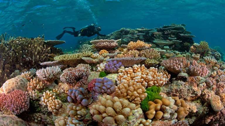 بسبب ارتفاع درجات الحرارة.. أستراليا: الحاجز المرجاني العظيم يواجه  خطرًا شديدًا