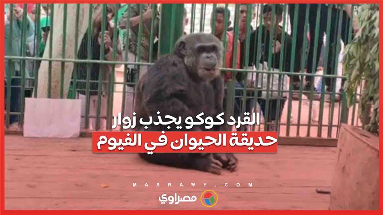 بيكتب ويرقص.. القرد كوكو يجذب زوار حديقة الحيوان في الفيوم…