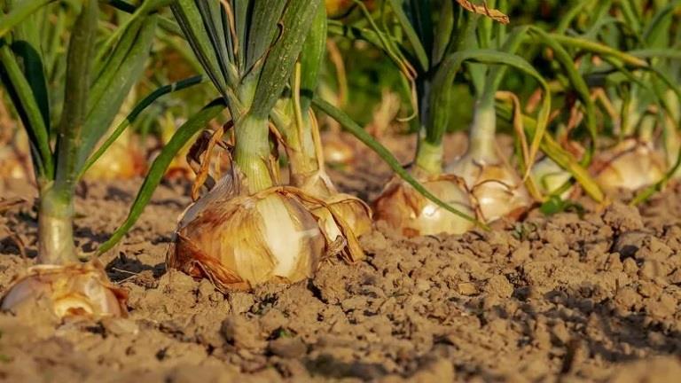 الزراعة توجه نصائح مهمة لمزارعي البصل للحصول على أحجام مناسبة