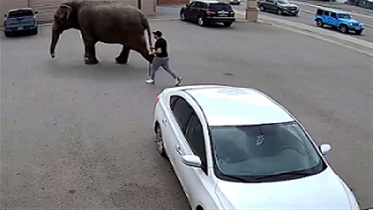 واقعة غريبة.. فيل يهرب من سيرك وهذا ما فعله في الشوارع (فيديو)