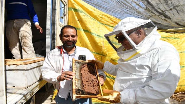 غذاء ودواء.. قنا تحصد إنتاج "أول قطفة" من عسل الشمر- صور
