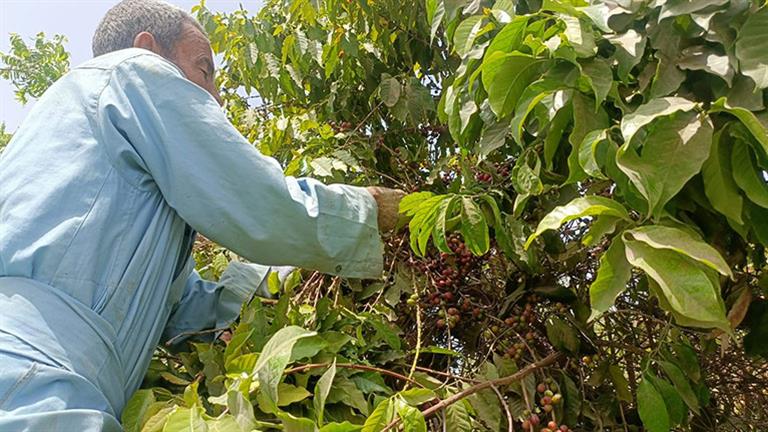 لأول مرة.. نجاح زراعة البن في القناطر الخيرية - صور