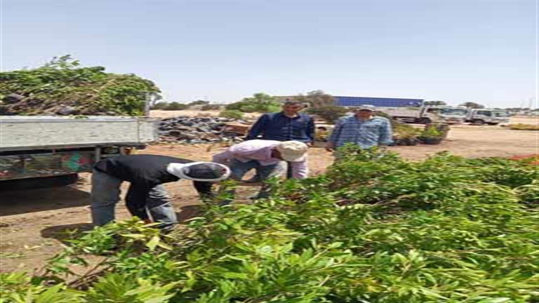 بالصور- زراعة جنوب سيناء تدعم شرم الشيخ بـ 30 ألف شجرة زينة