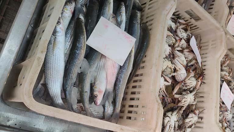 بالفيديو| غلق محال وهامش ربح بسيط.. تاجر يكشف أسباب ارتفاع أسعار الأسماك 