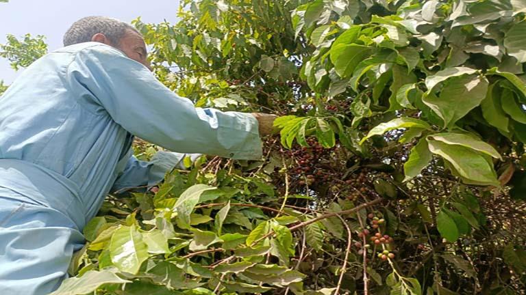 استشاري زراعة تكشف شروط نجاح زراعة البن في مصر
