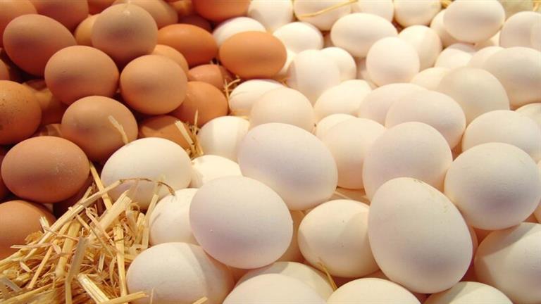 شعبة الدواجن: توقعات بانخفاض أسعار البيض الأسبوع المقبل بالأسواق