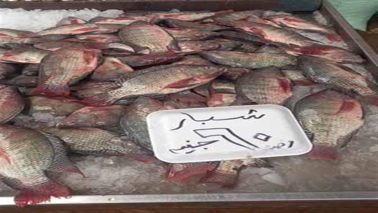 بالصور والأرقام- بعد حملة "خليها تعفن".. انخفاض أسعار الأسماك 50% في بورسعيد