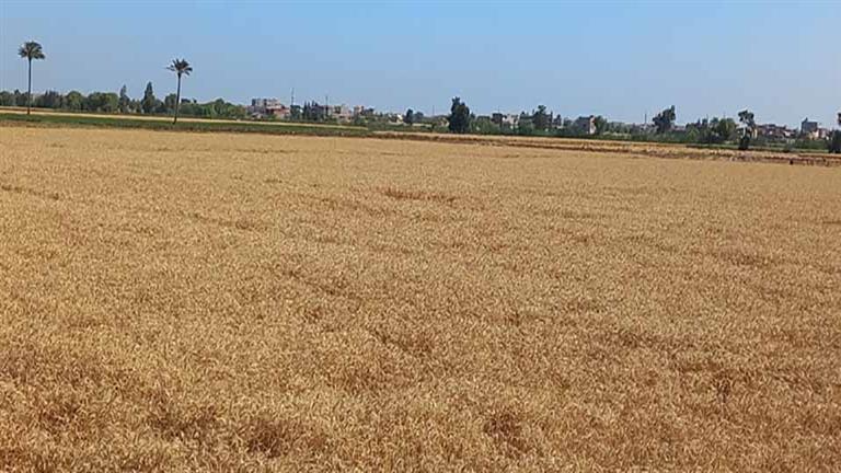تموين الإسكندرية: توريد 9395 طن قمح لصوامع المحافظة في موسم الحصاد
