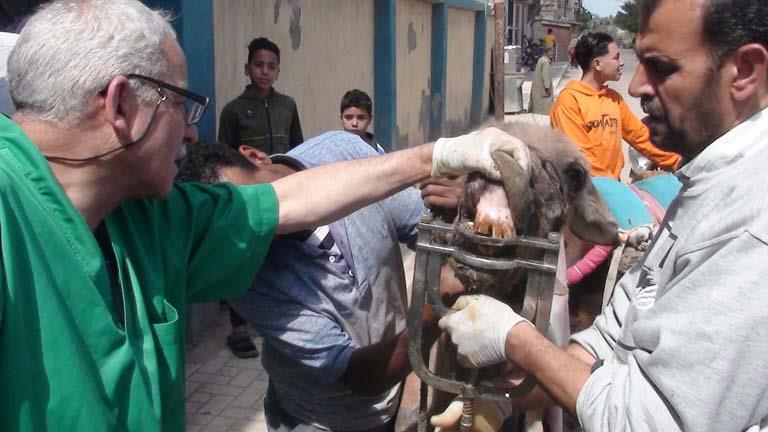 442 رأس ماشية.. جامعة الإسكندرية تطلق قافلة بيطرية مجانية بقرية أبيس-صور