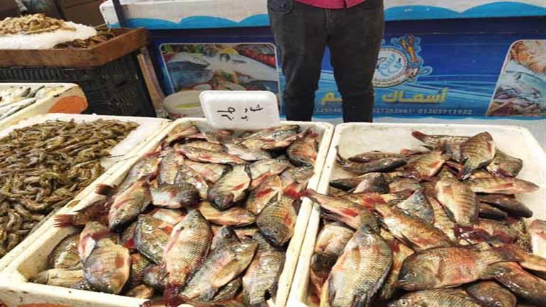 "خليه يعفن".. أسعار الأسماك تواصل الانخفاض في بورسعيد- فيديو وصور