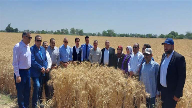 بالصور- محافظ القليوبية ورئيس جامعة بنها يفتتحان موسم حصاد القمح 