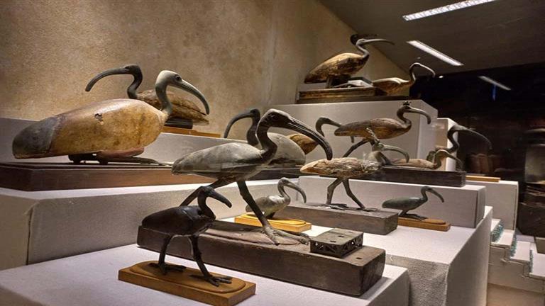 كان مقدسًا عند الفراعنة.. عرض تمثال لـ"طائر أبو المنجل" فى متحف شرم الشيخ (صور)