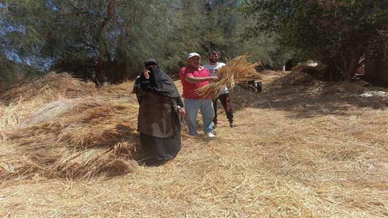 بالصور- تحرك عاجل من زراعة جنوب سيناء لمساعدة المزارعين على مواجهة الموجة الحارة