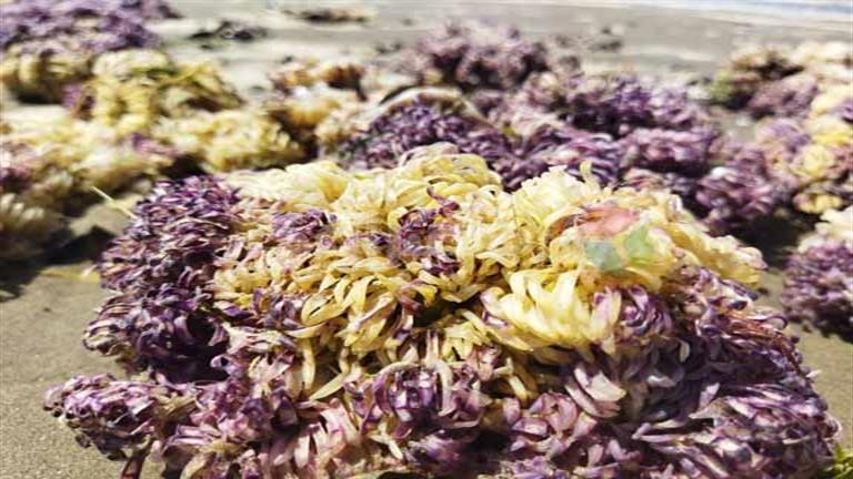 ألوانها زاهية.. أمواج البحر تلقي بقايا نباتات مائية على شاطئ بورسعيد (صور)