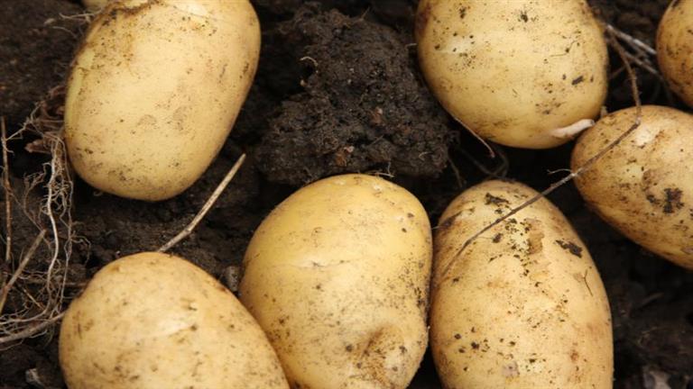 في يومها الدولي.. كيف غيرت البطاطس العالم؟