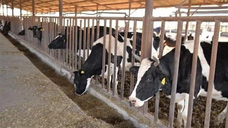 الزراعة: فحص وعلاج أكثر من 3000 رأس ماشية مجانًا بدمياط