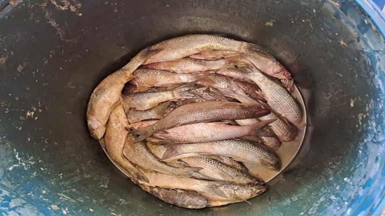 بالصور- ضبط طنين لحوم وأسماك فاسدة في كفر الشيخ