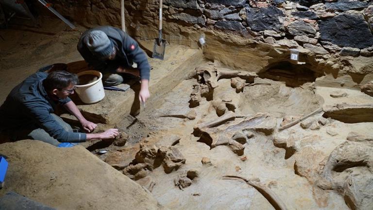 عظام عمرها 40 ألف سنة.. كنز الماموث تحت مخزن النبيذ