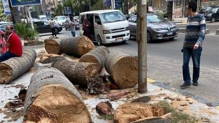 أول تعليق من محافظة الإسكندرية على قطع أشجار سبورتنج