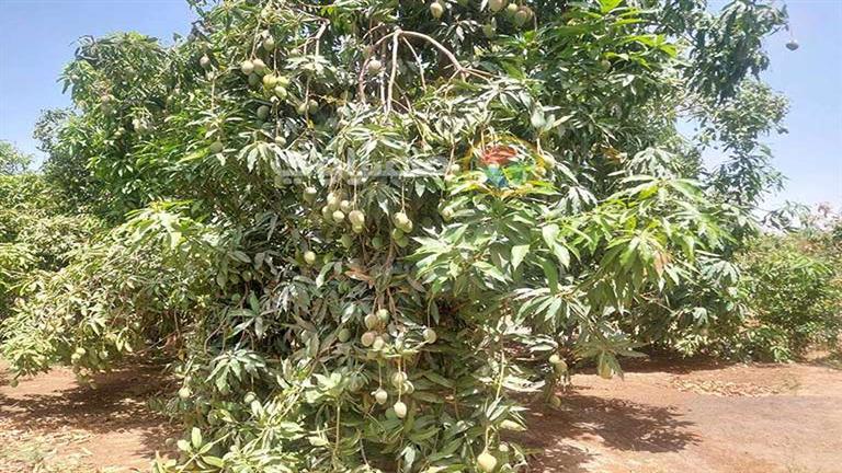 "المانجا طابت على الشجر".. جنوب سيناء تبدأ حصاد ملكة الفاكهة- فيديو وصور