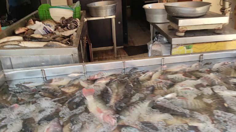 لو زهقت من أكل اللحمة.. تعرف على أسعار الأسماك بالفيوم (فيديو وصور)