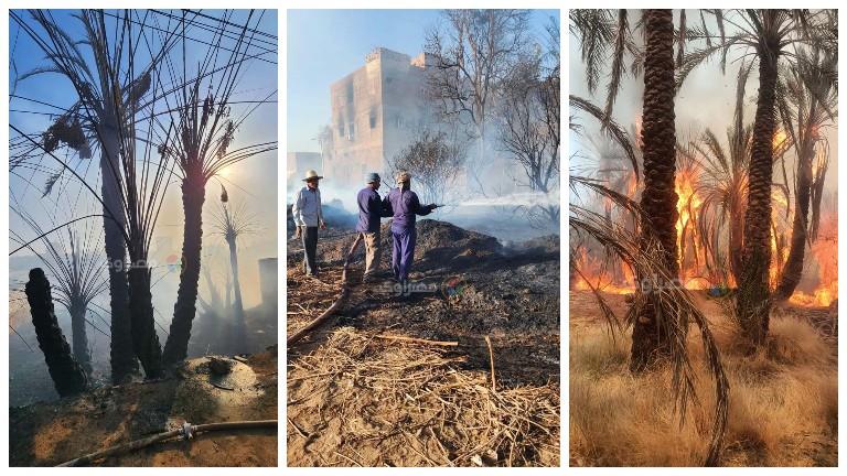 صور | تفحم 300 نخلة بـ25 فدان وعمارة سكنية طابقين ونفوق 261 حيوانا في حريق الوادي الجديد 
