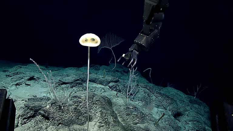 5 صور للكائنات الغامضة المختبئة في قاع المحيط الهادي