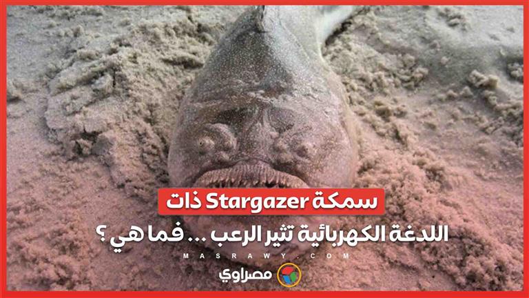 سمكة Stargazer ذات اللدغة الكهربائية تثير الرعب ... فما هي ؟