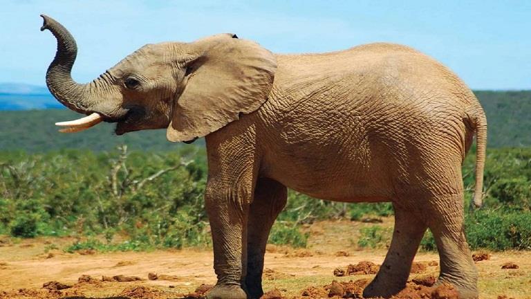  فيل يقتل سائحًا إسبانيًا دهسًا في جنوب إفريقيا