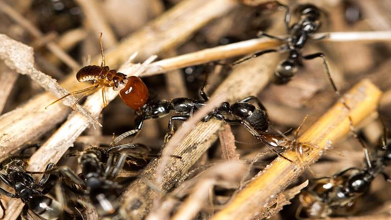 معجزة علمية.. النمل يجري جراحة بتر الأطراف لزملائه المصابين