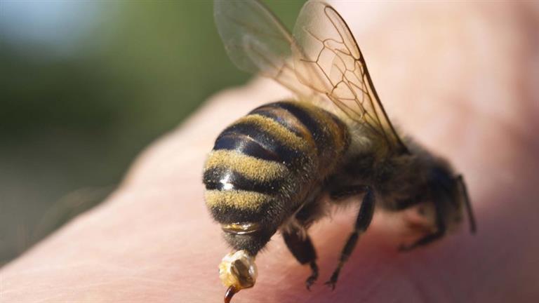 مفاجأة.. النحل قادر على كشف الخلايا السرطانية لدى البشر